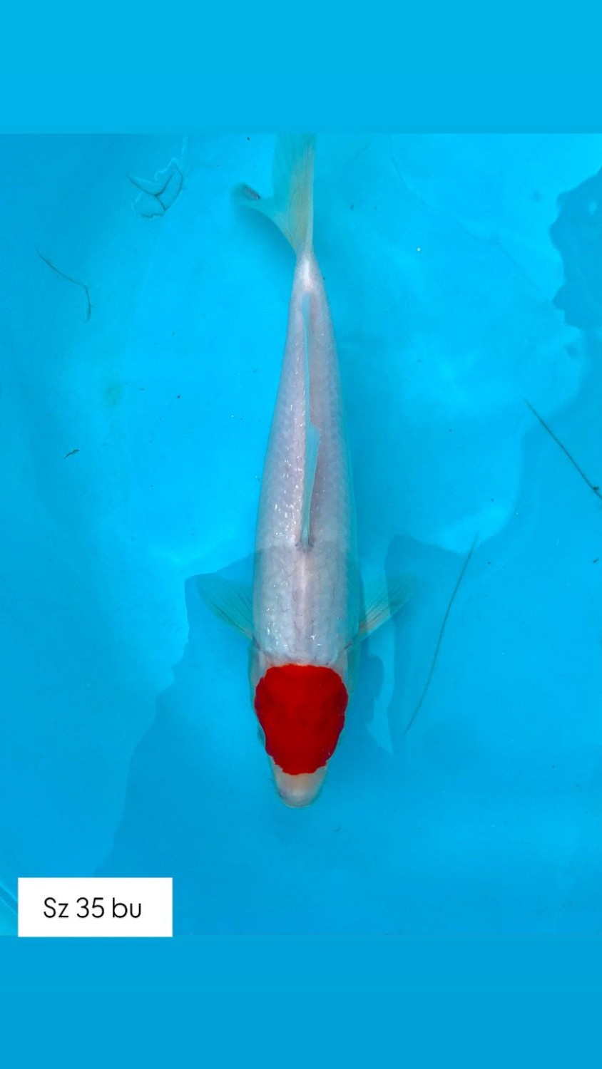 Ikan Koi Tancho