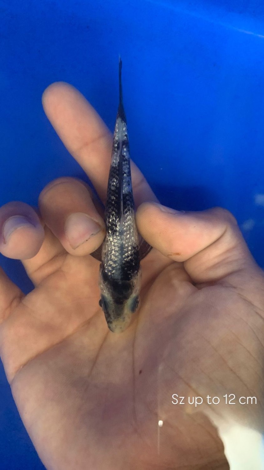 Ikan Koi Kinginrin B