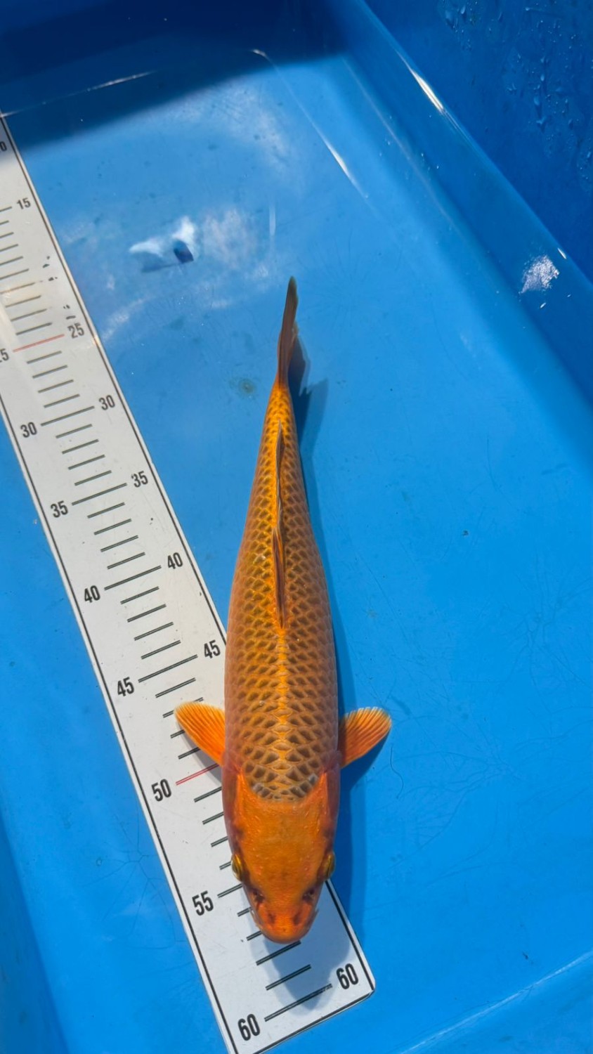 Ikan Koi Hikari Mujimono