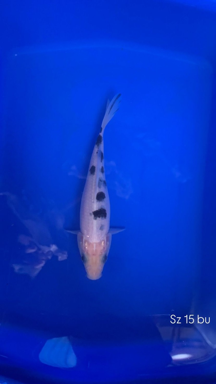 Ikan Koi Bekko