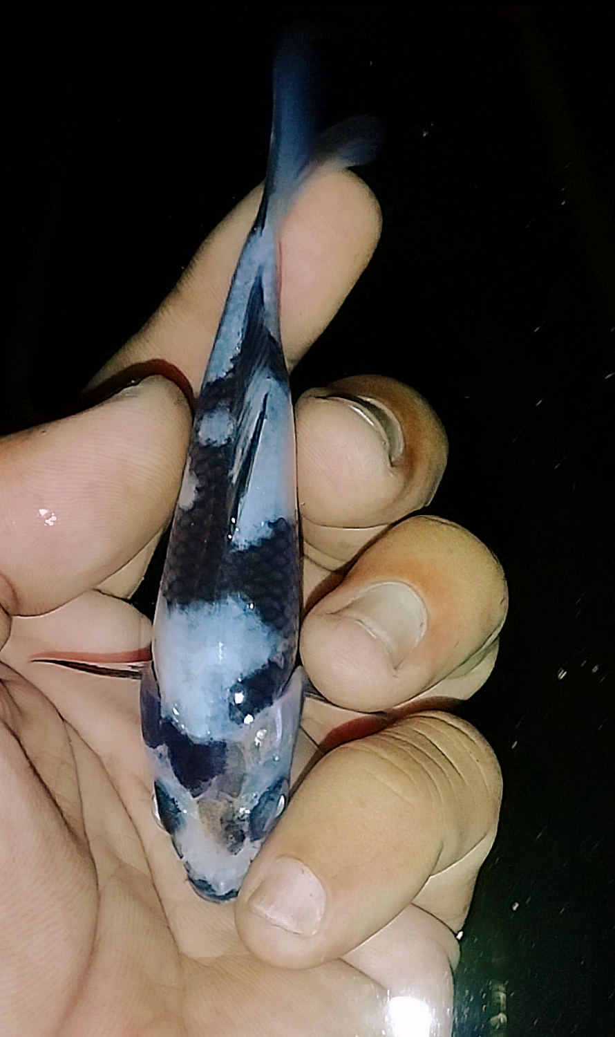 B. Melati Prize Up To 12 cm