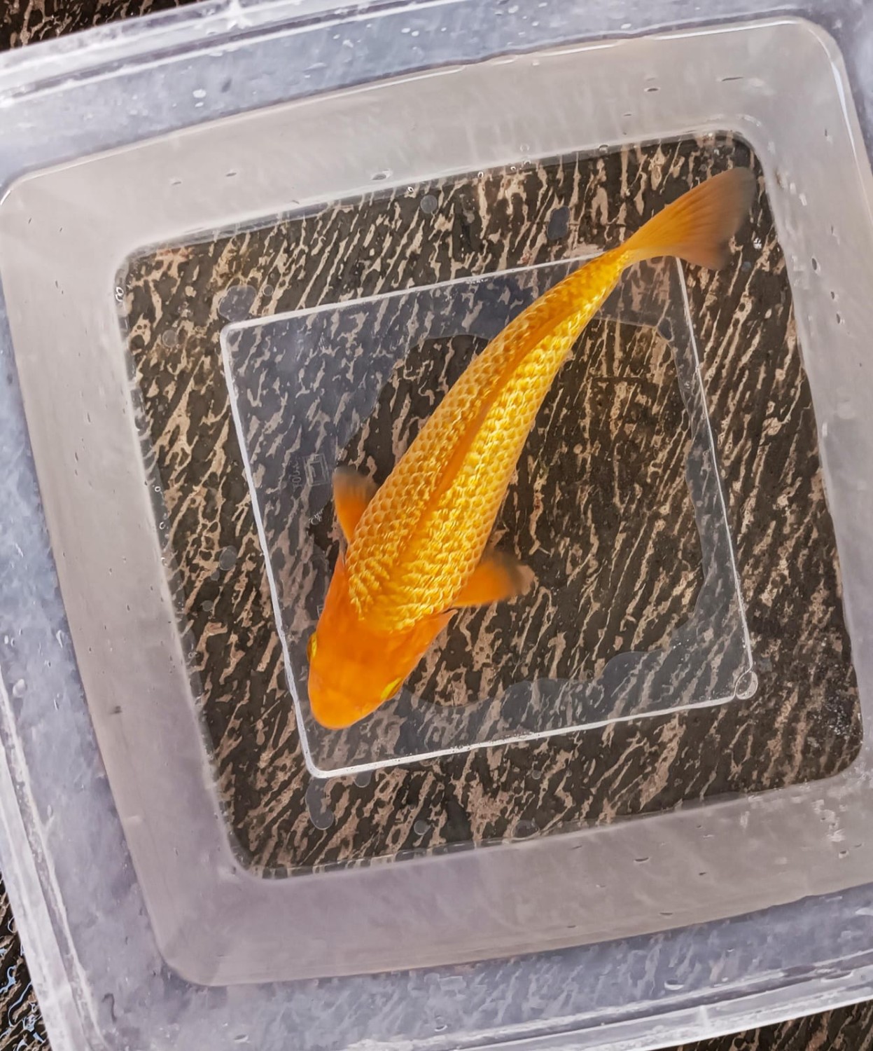 E. Kamboja Mini Champion
