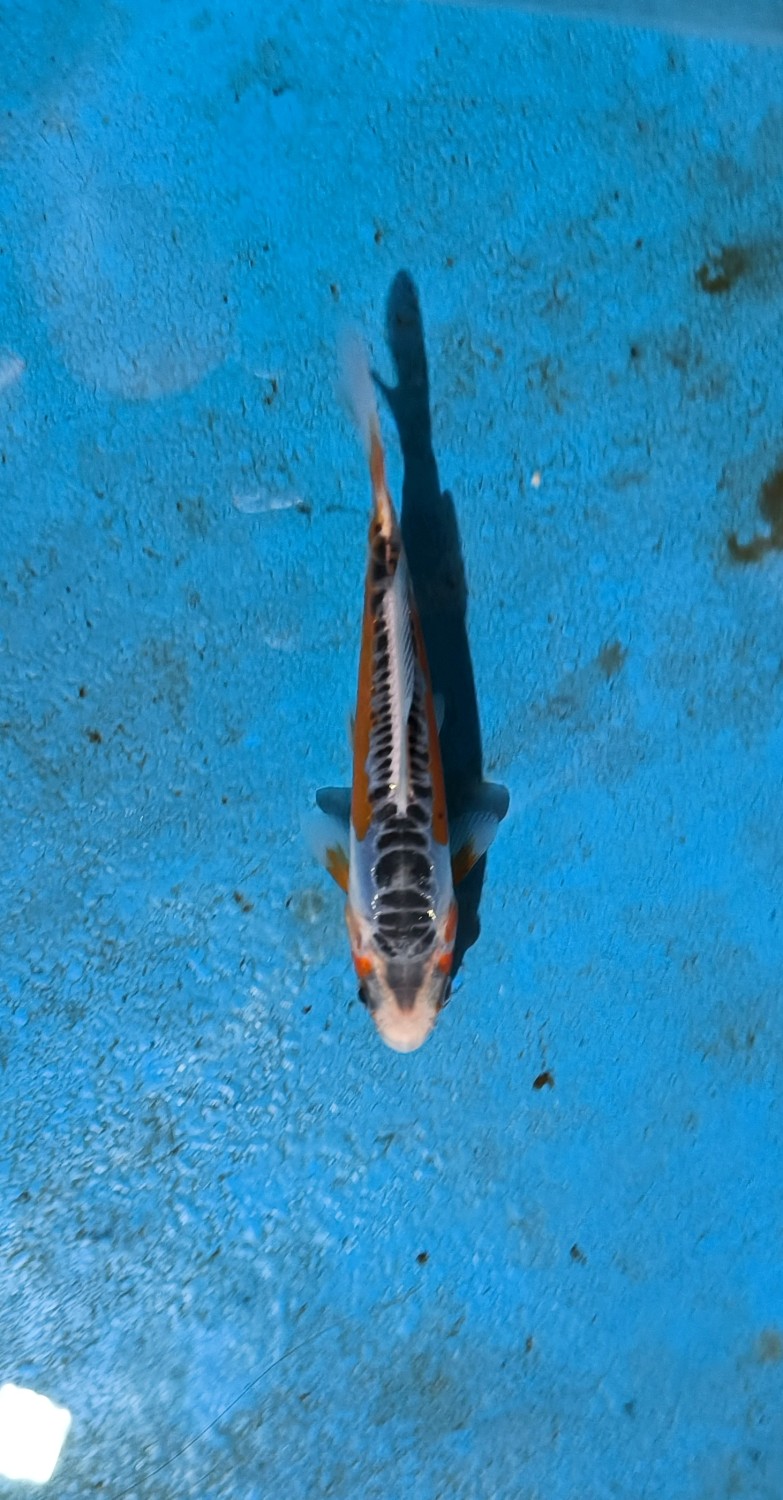 Juara 1