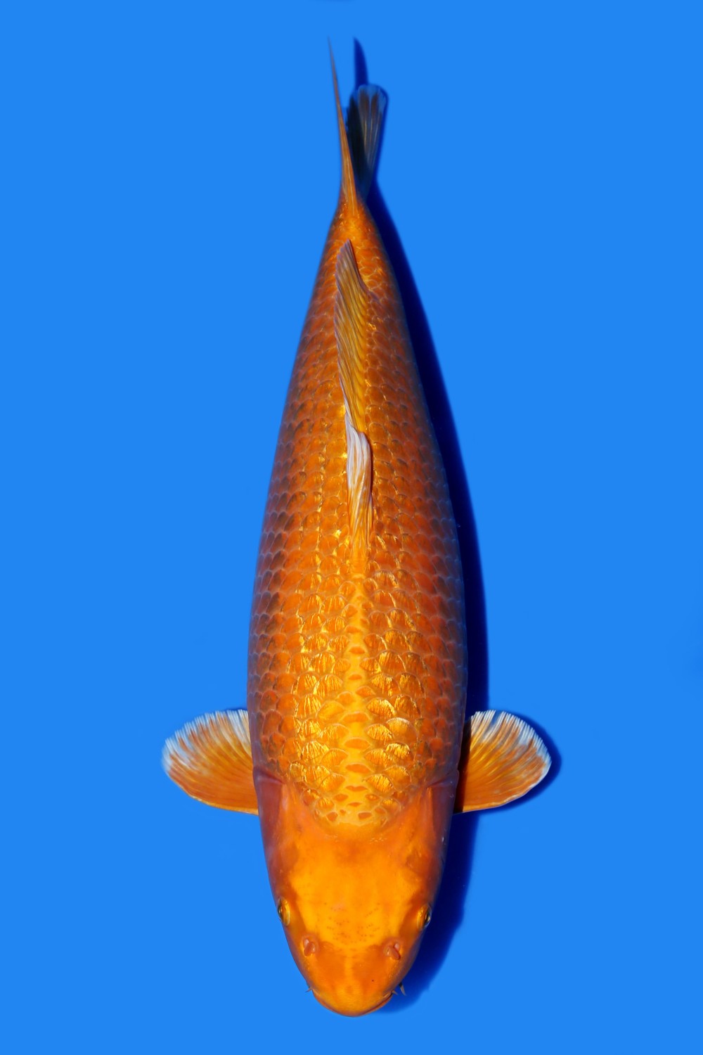 E. Kamboja Mature Champion