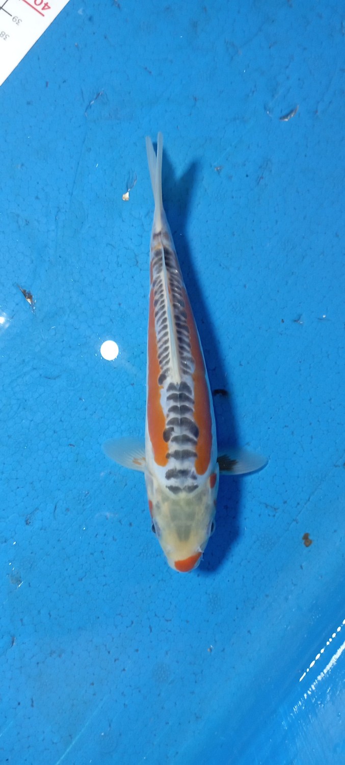 D. Cempaka Prize 21 - 25 cm