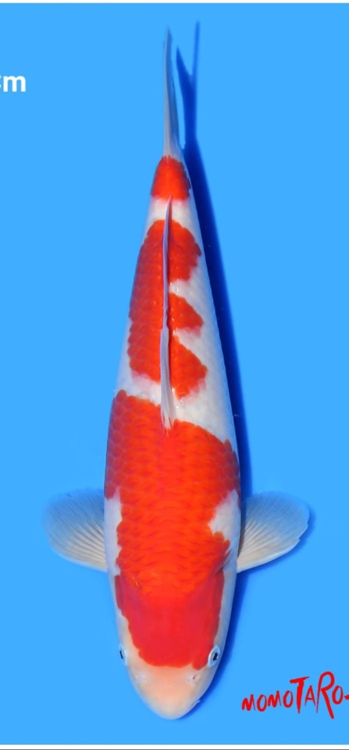 Juara 1