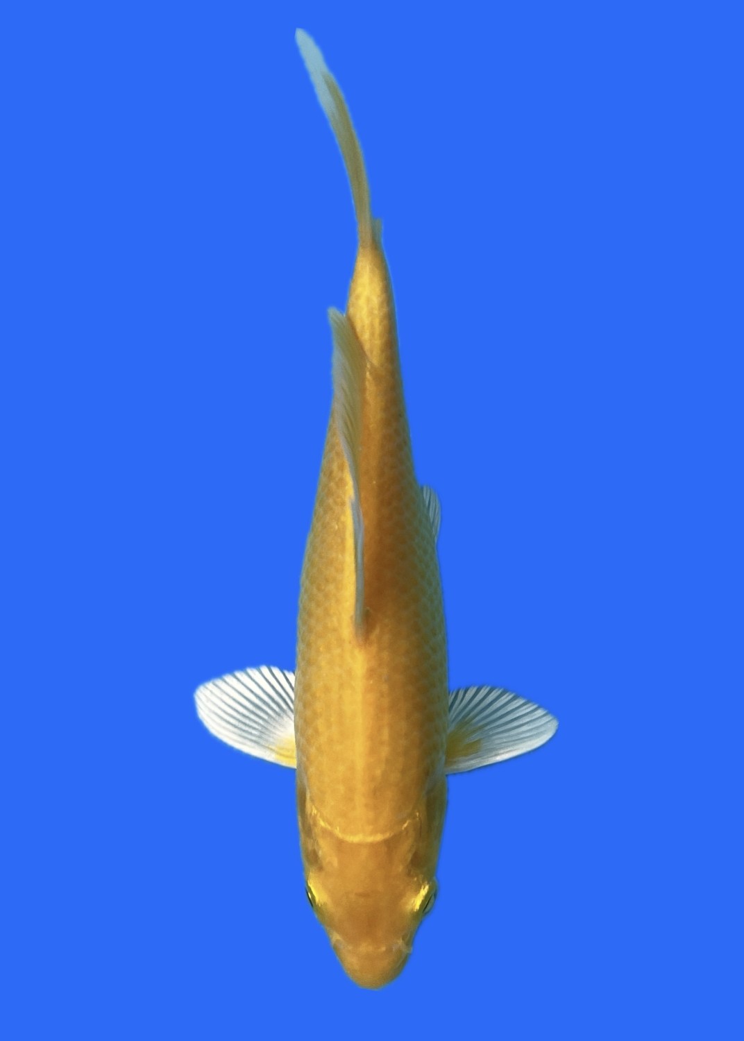 Juara 1