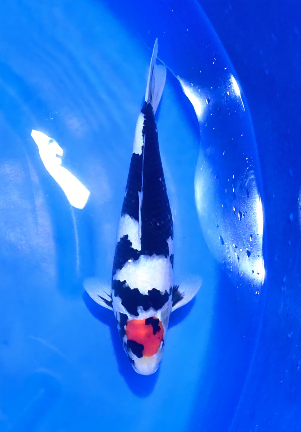 C. Anggrek Junior Champion