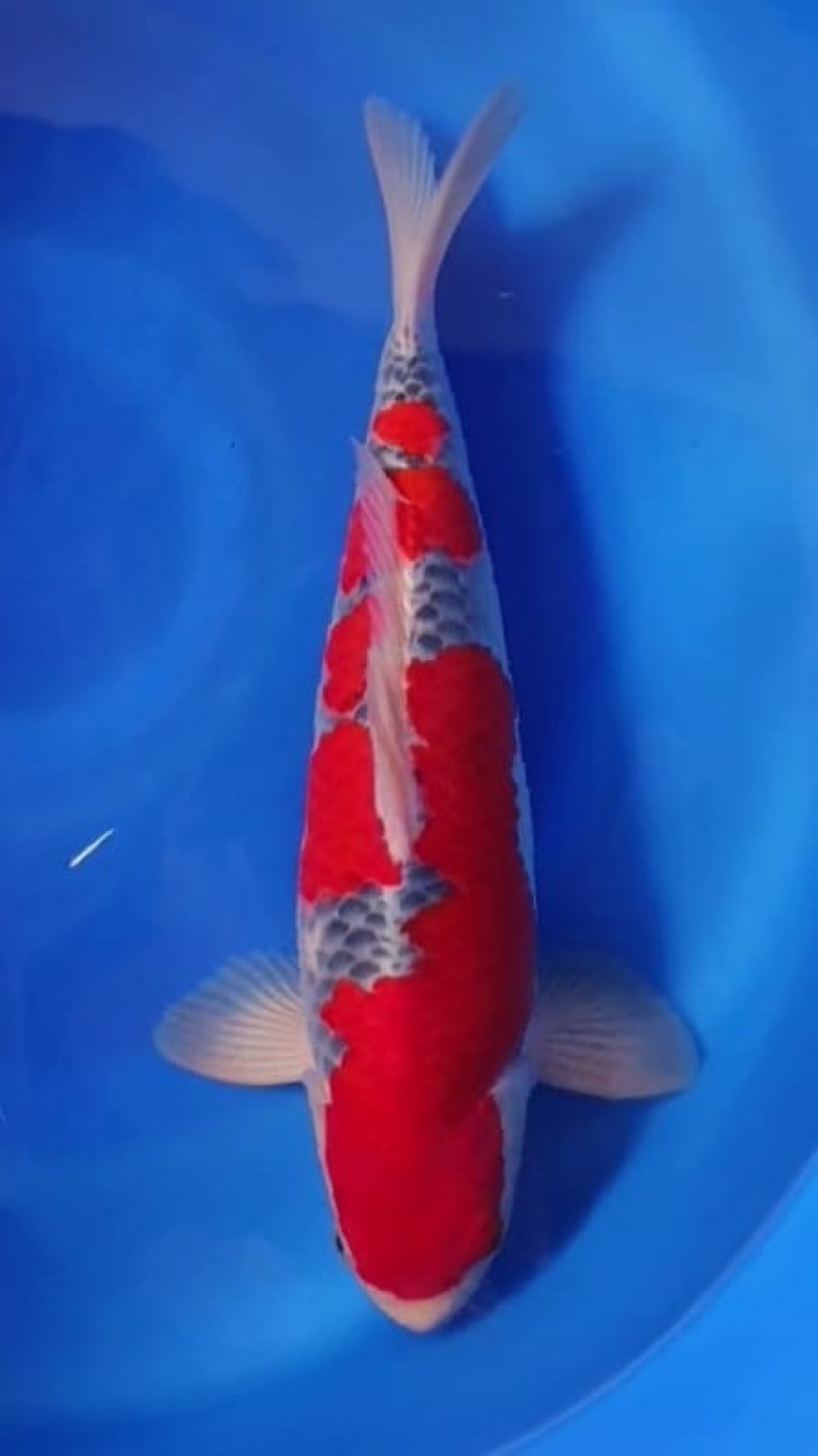 Juara 1