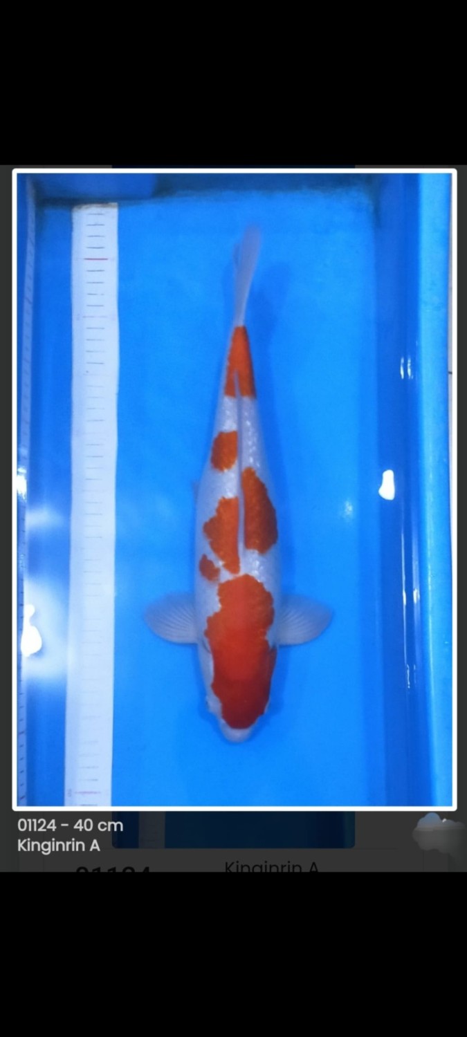 Juara 2
