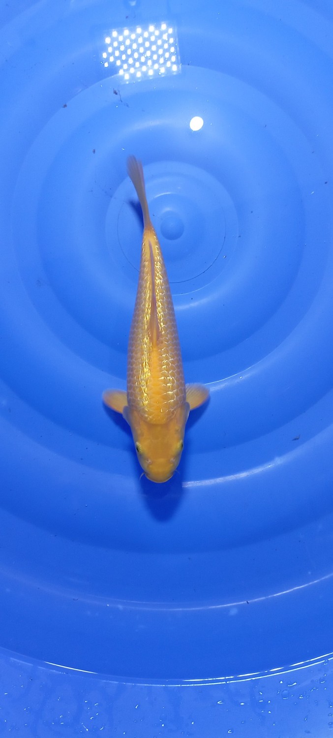 Ikan Koi Kinginrin C