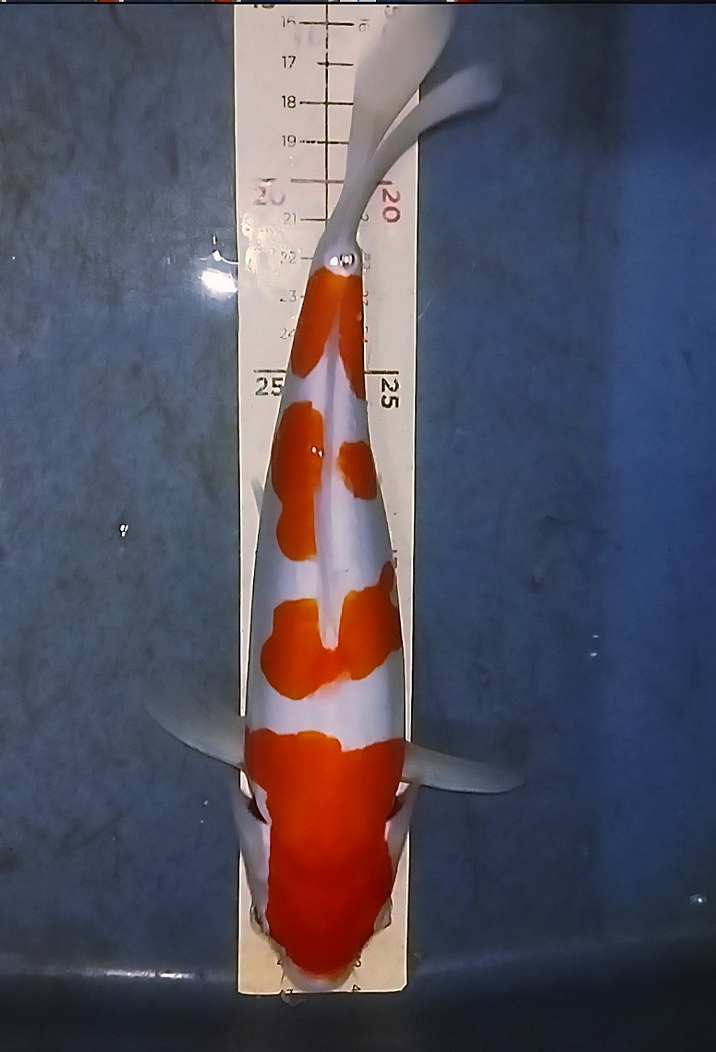 Juara 1