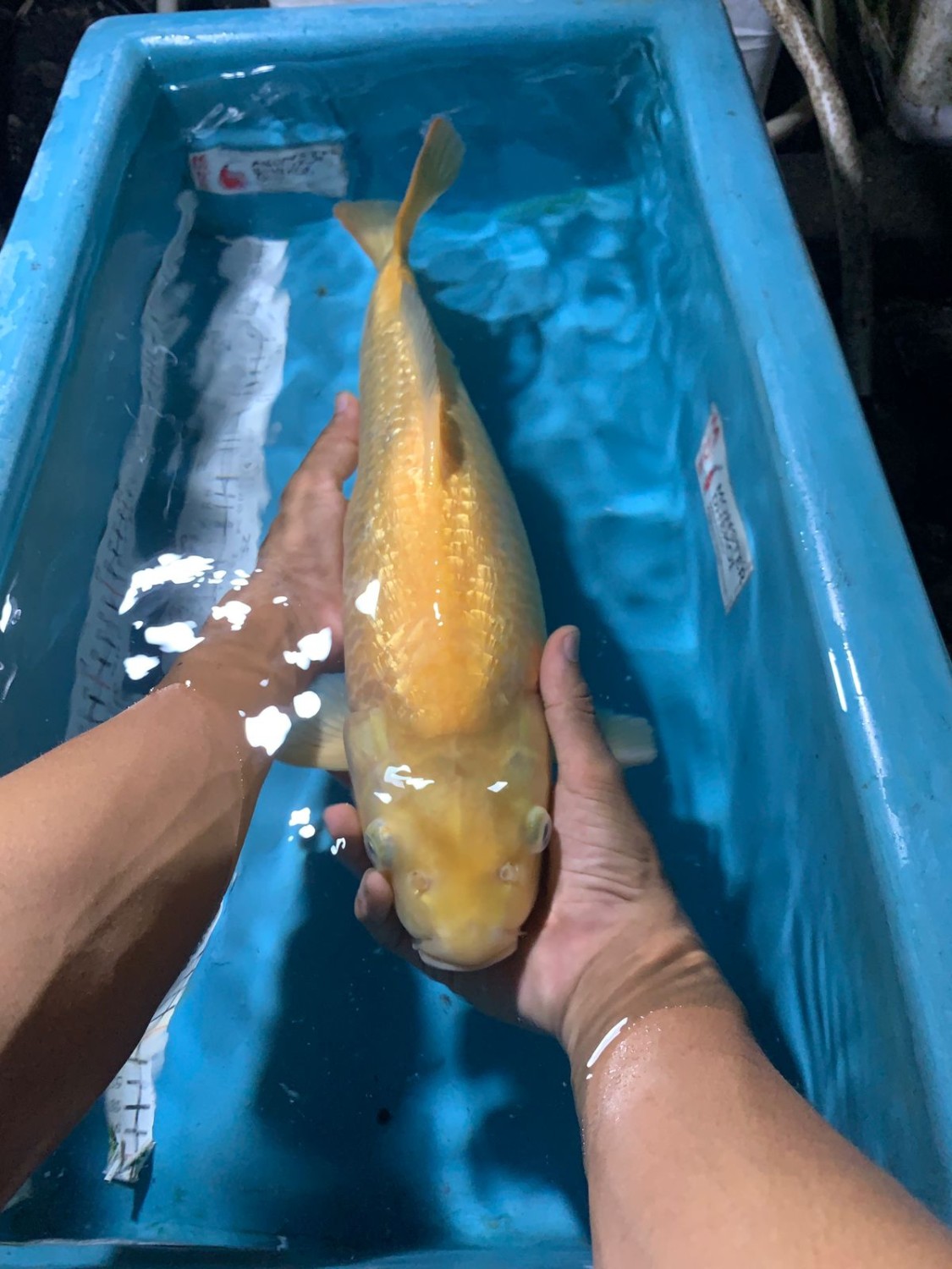 Ikan Koi Kinginrin C