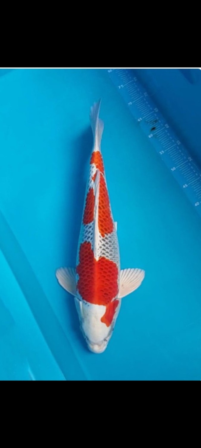 B. Melati Prize 51 - 55 cm