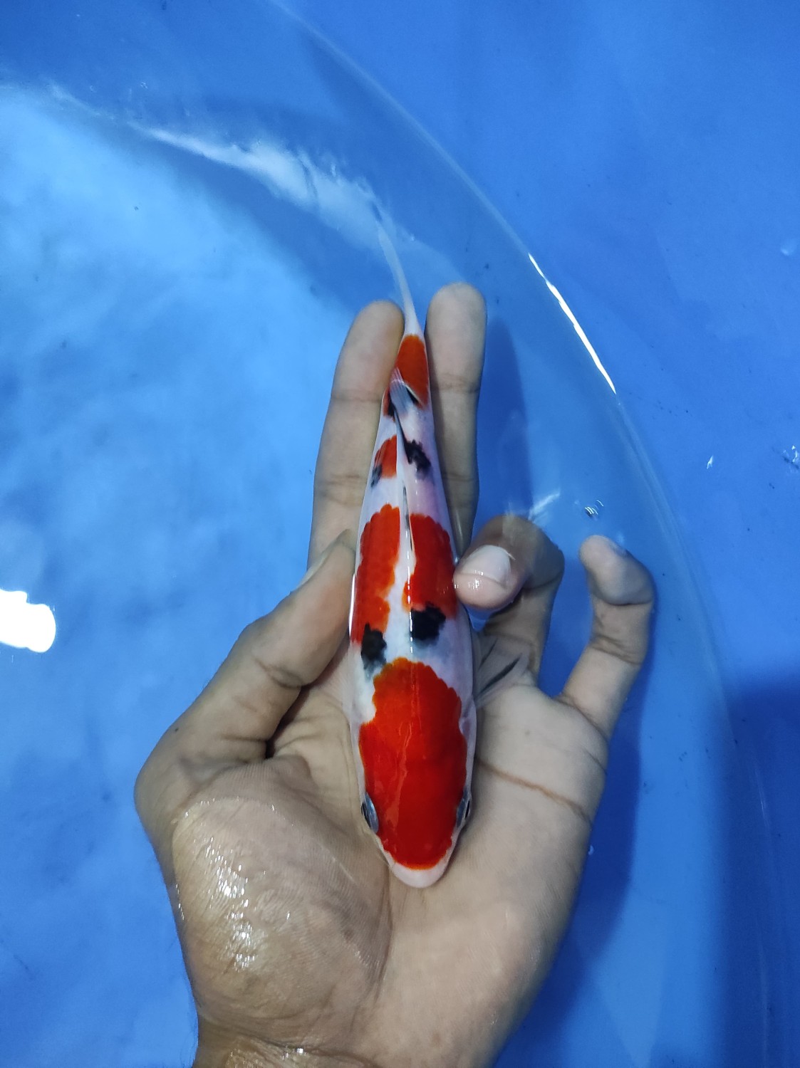 A. Mini Champion