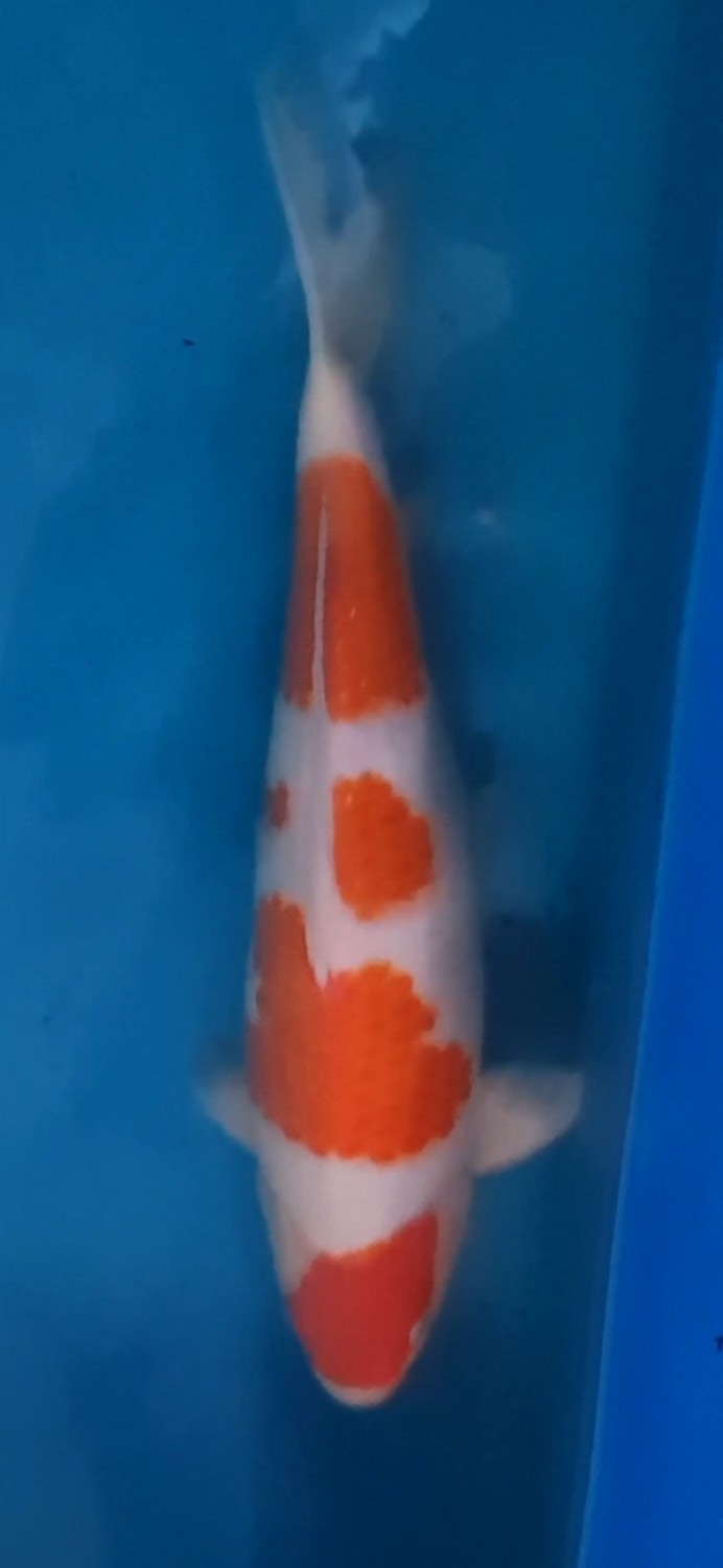 Juara 2