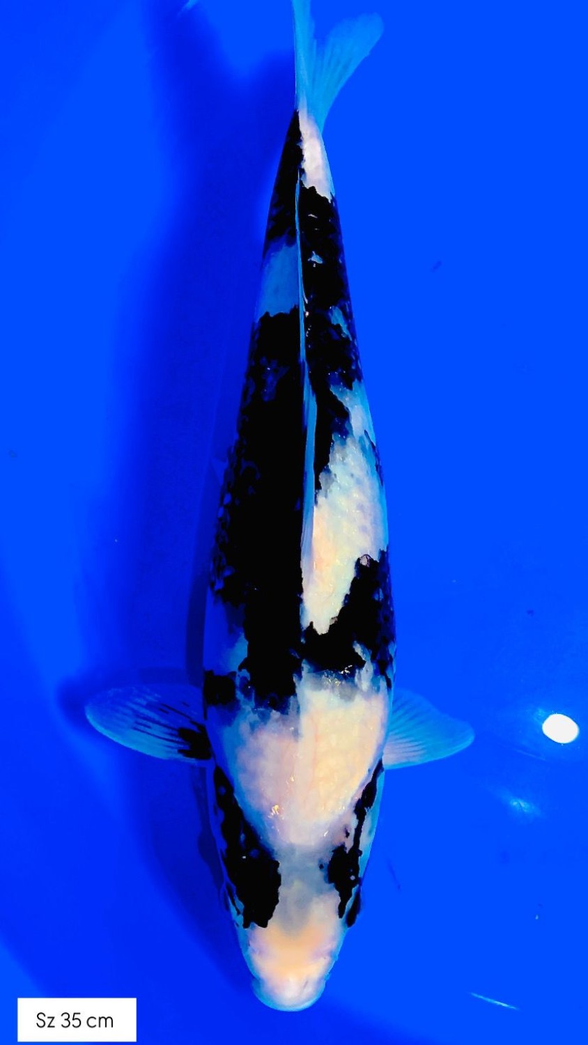 Ikan Koi Shiro Utsuri