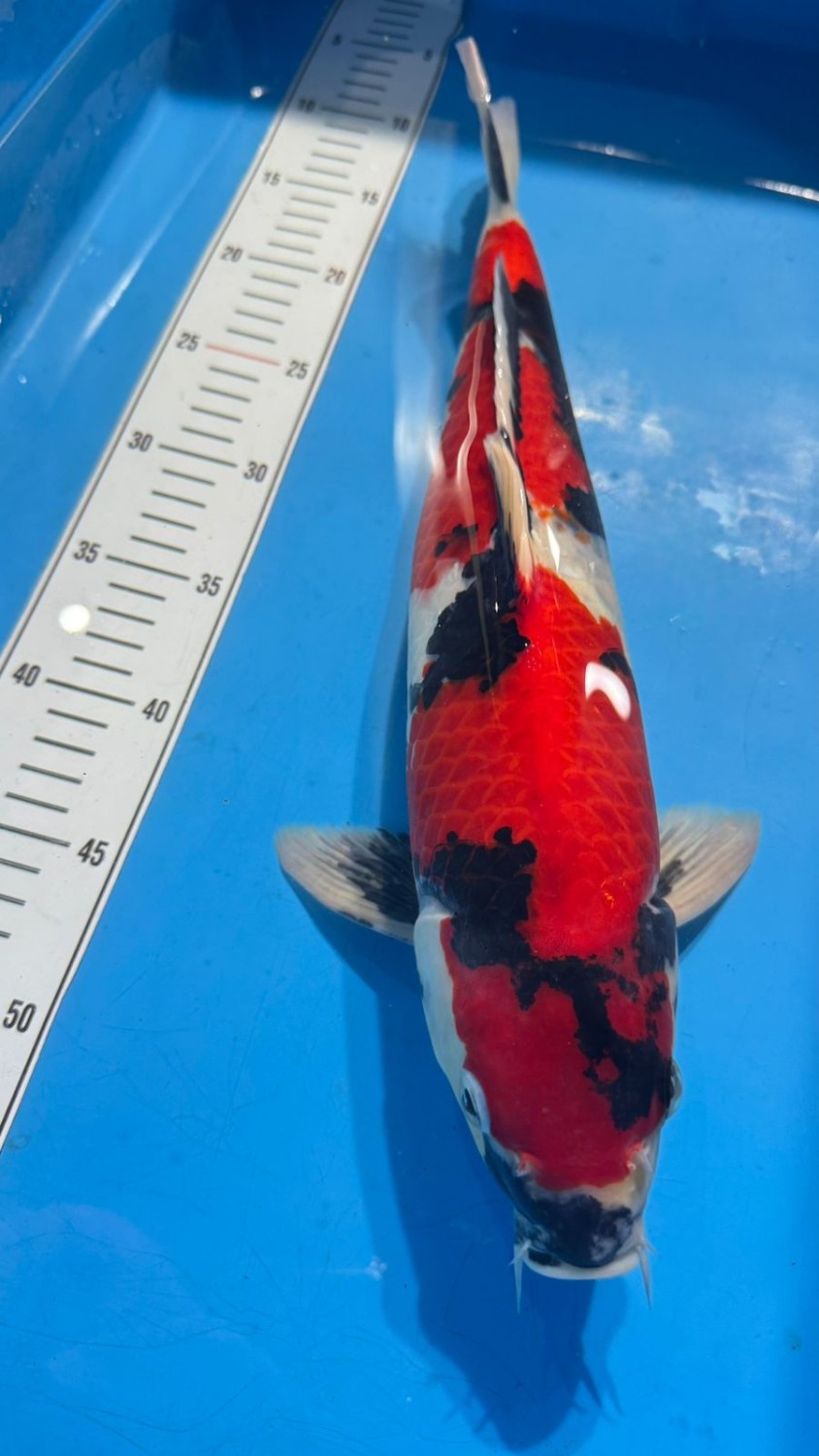 Ikan Koi Showa Sanshoku