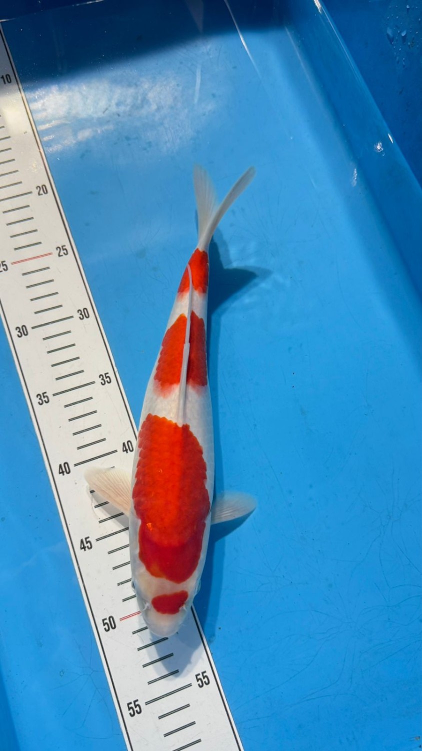 Ikan Koi Kohaku
