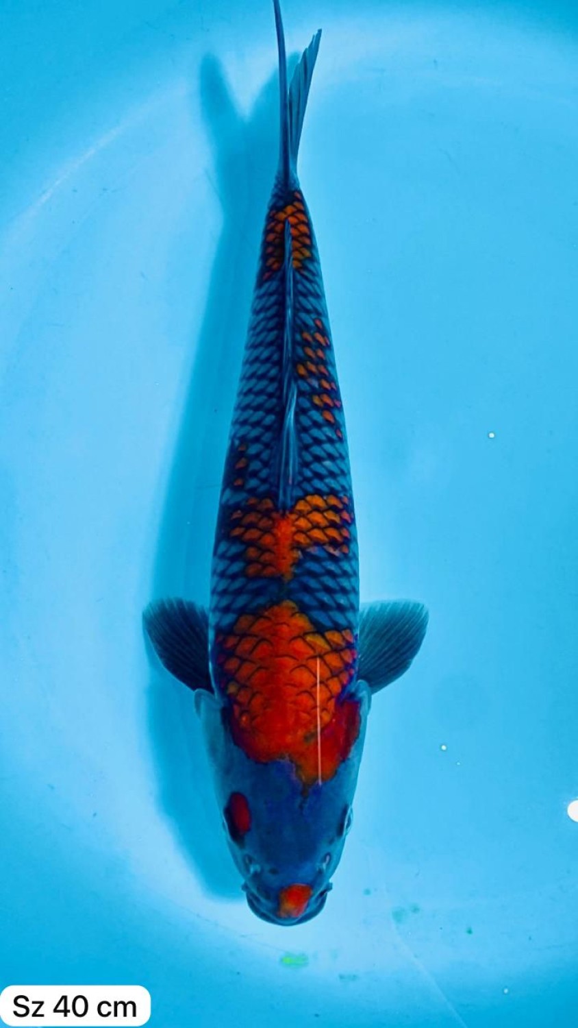 Ikan Koi Ochiba