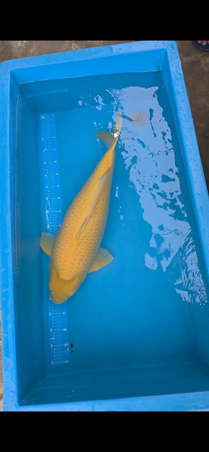 E. Kamboja Prize 66 - 70 cm