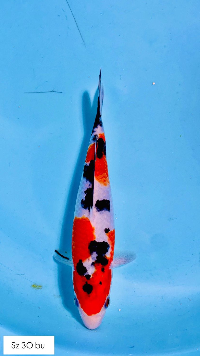 Ikan Koi Taisho Sanshoku