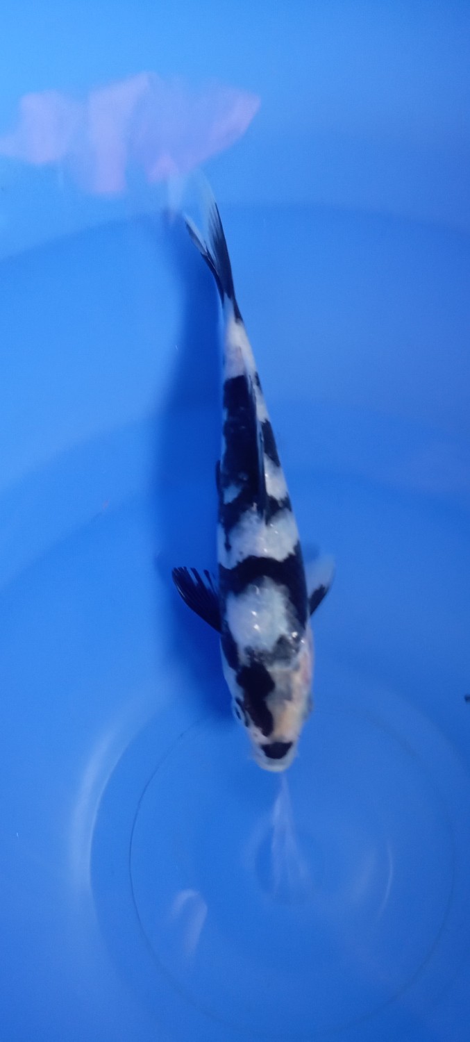Ikan Koi Shiro Utsuri