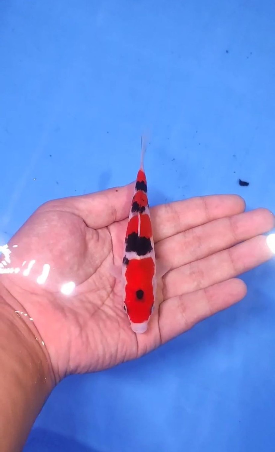 Ikan Koi Taisho Sanshoku