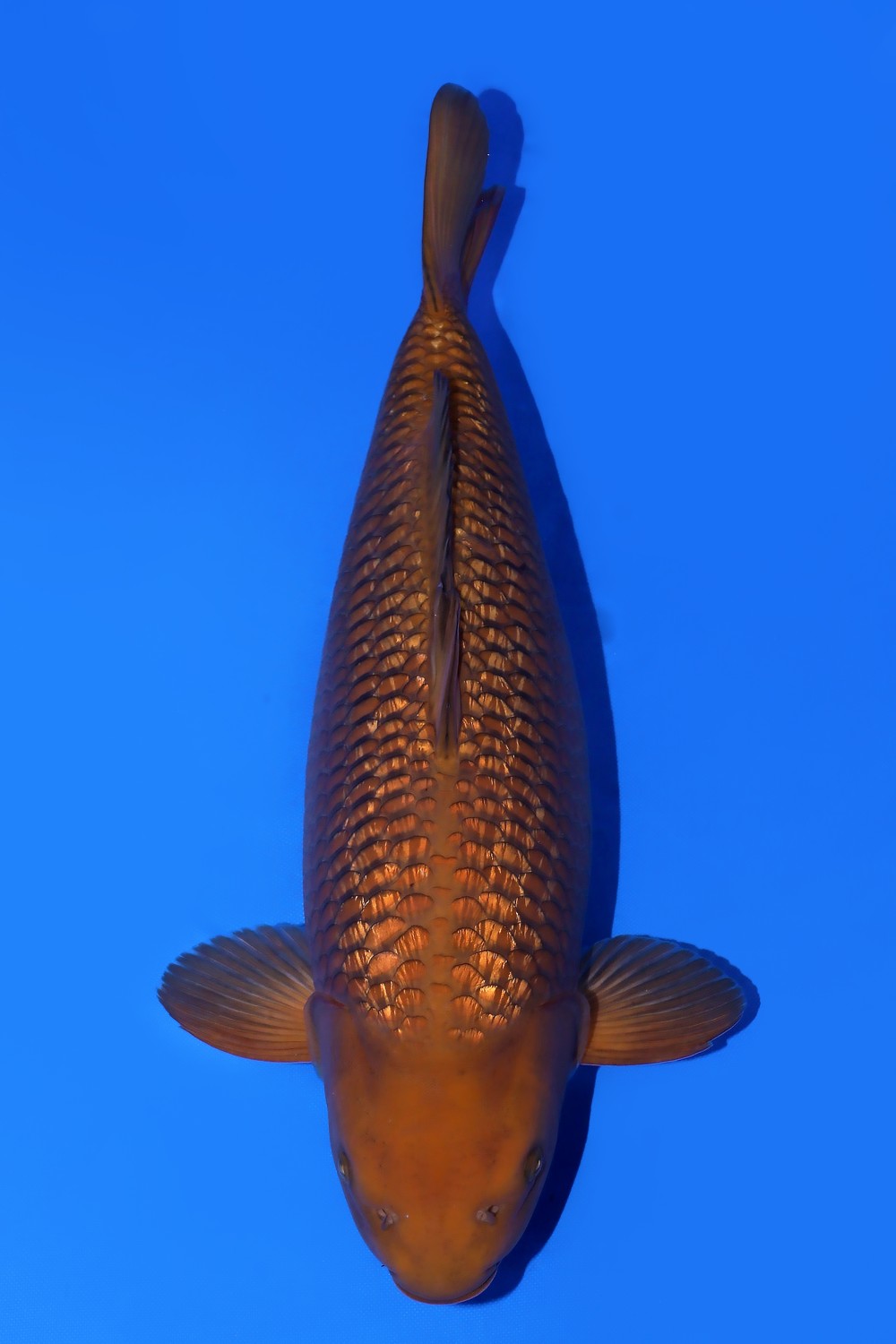 Juara 1