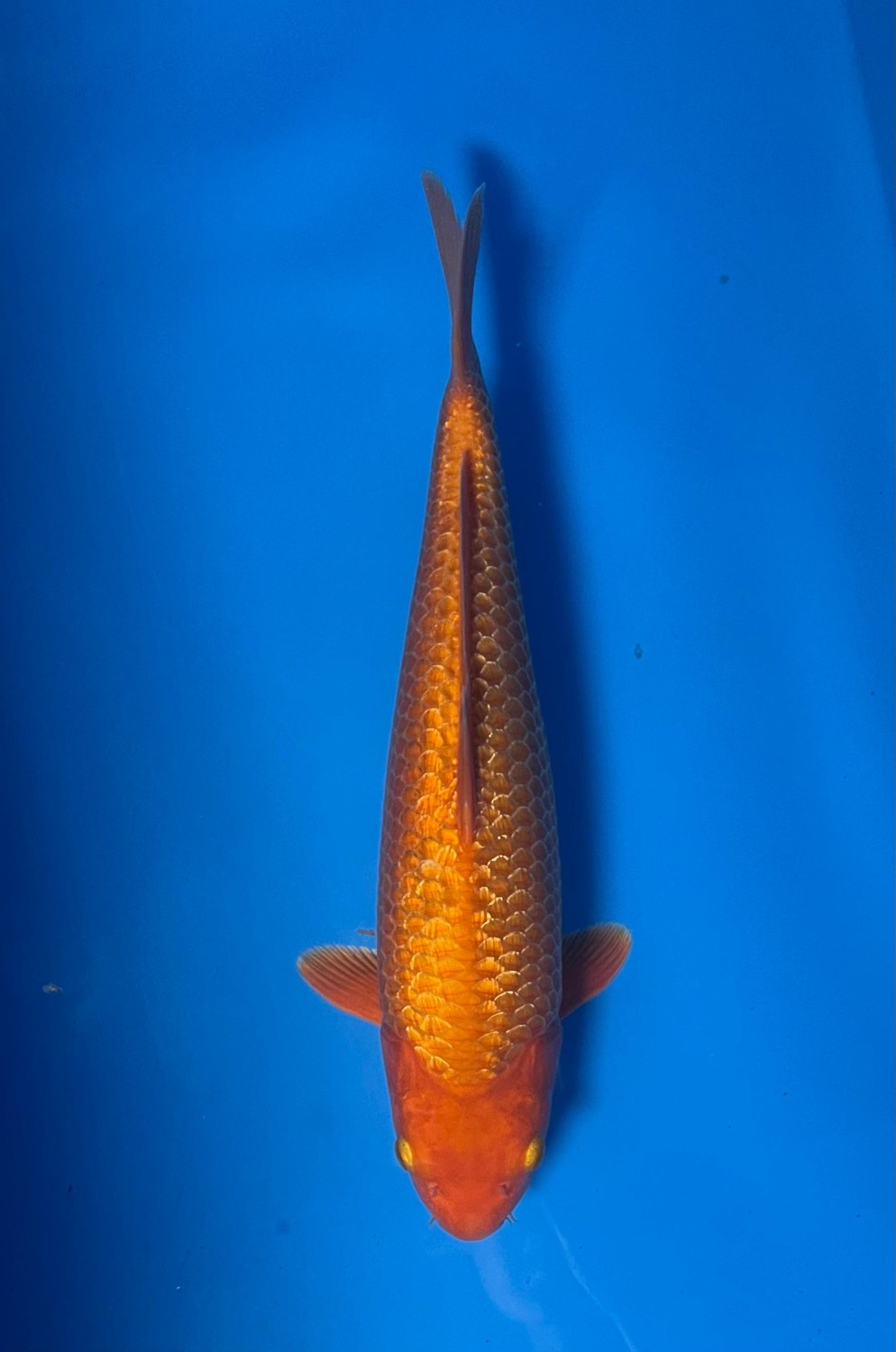 Juara 2