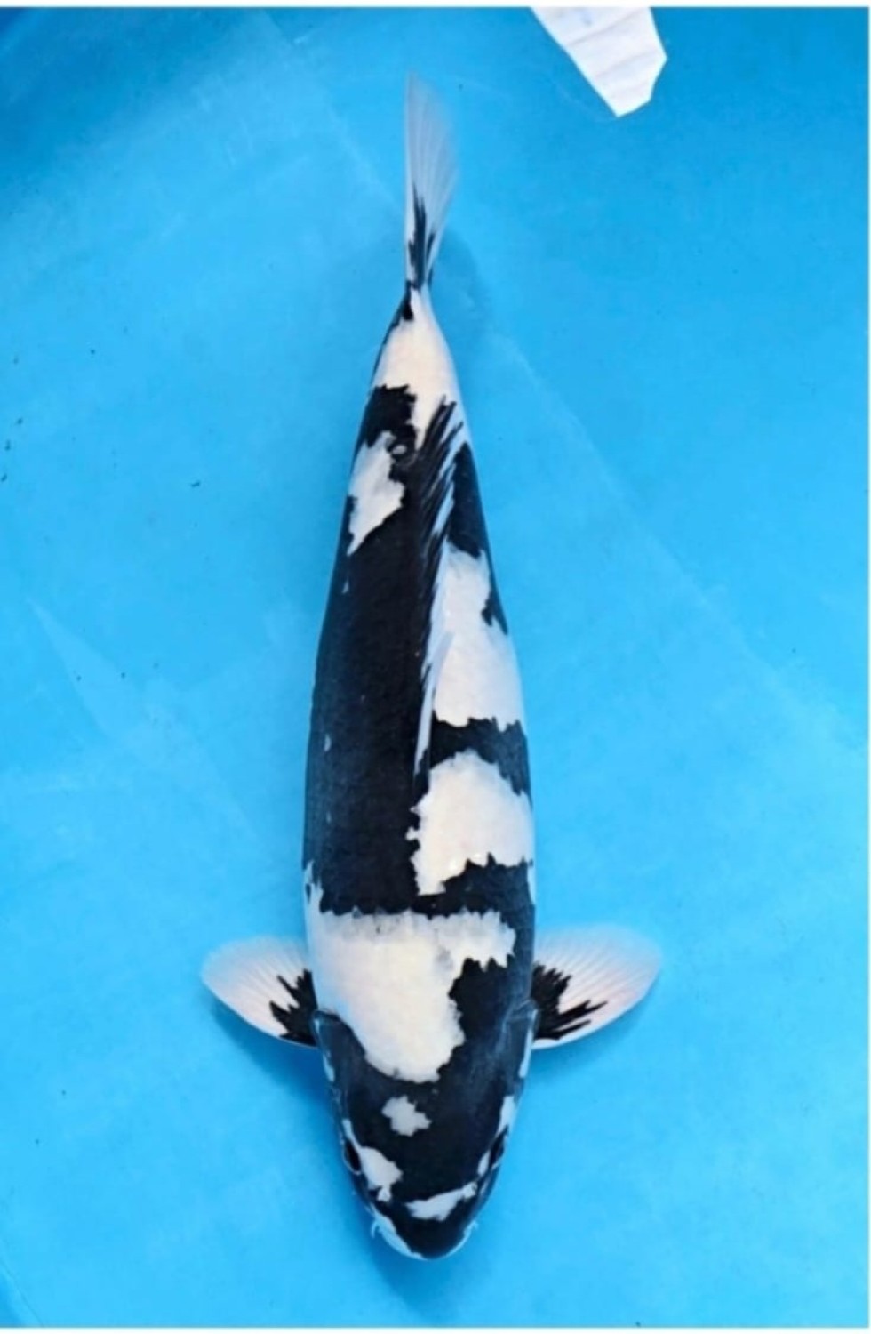 B. Melati Mature Champion
