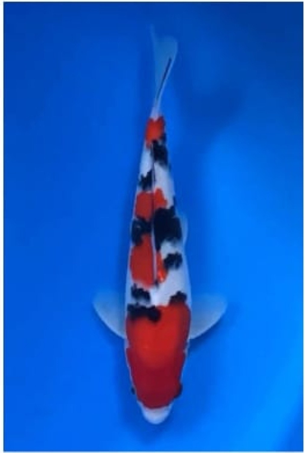 A. Junior Champion