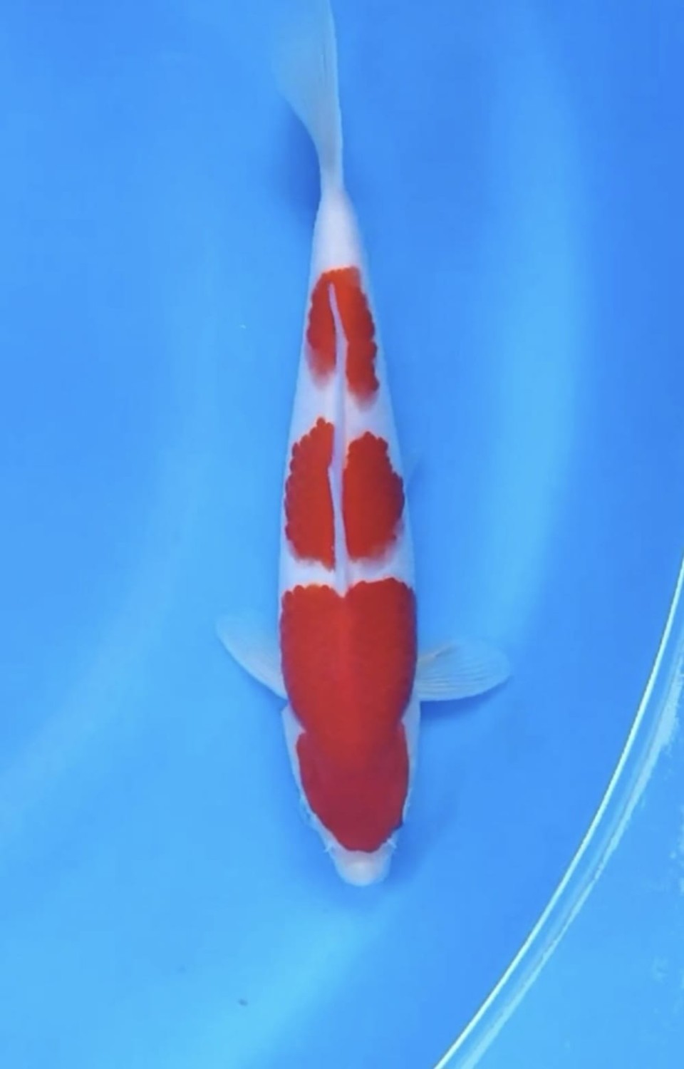 Juara 1