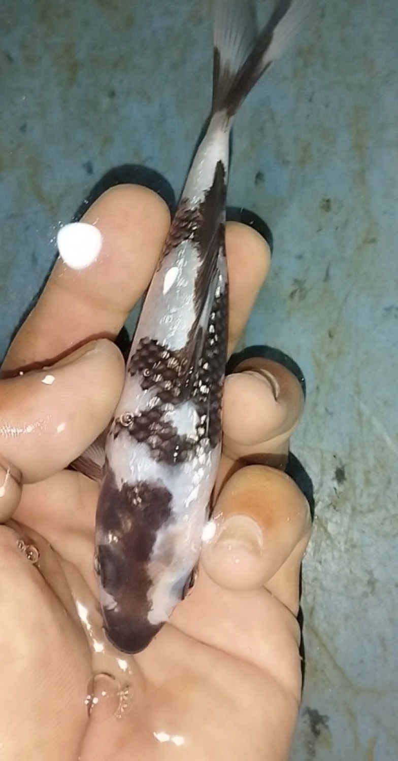 Juara 2