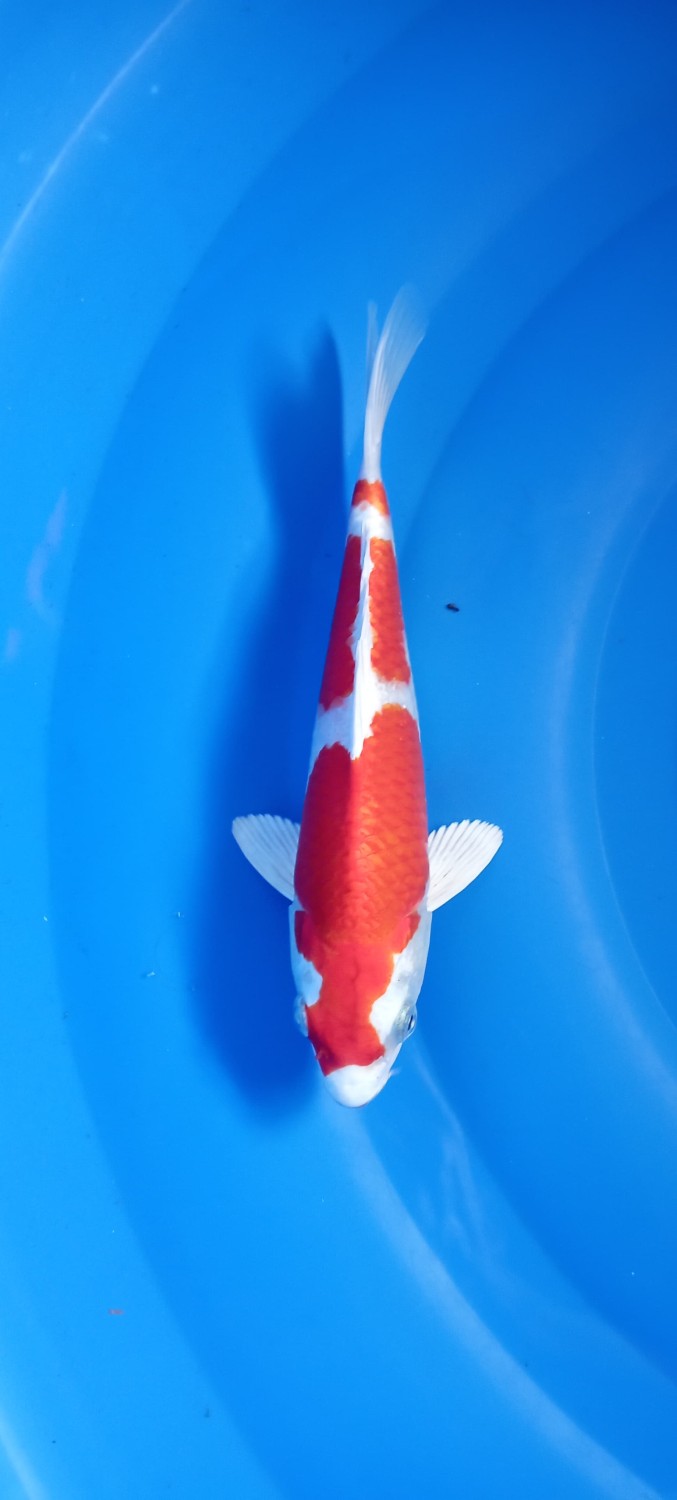 Ikan Koi Hikari Moyomono