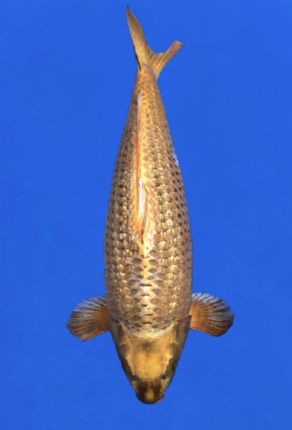 C. Anggrek Prize 71 - 75 cm