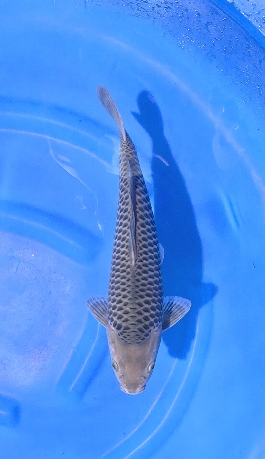 E. Kamboja Prize 36 - 40 cm