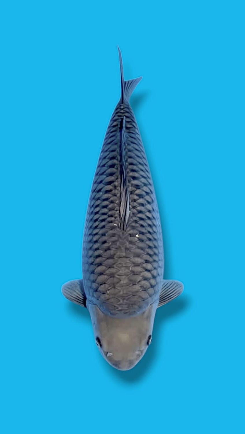 Juara 1
