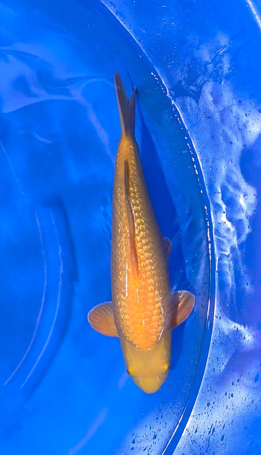 E. Kamboja Young Champion