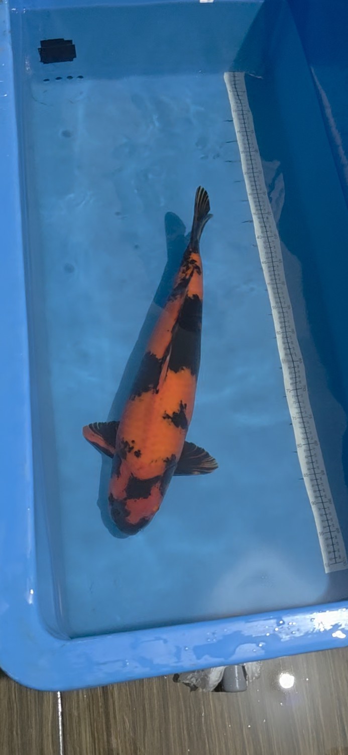 D. Cempaka Mature Champion