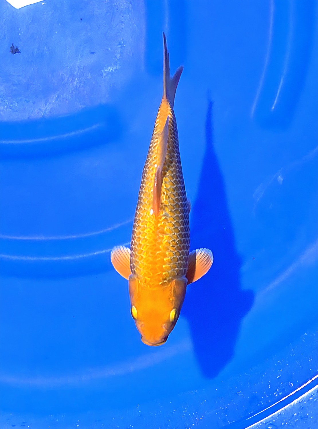 E. Kamboja Prize 26 - 30 cm