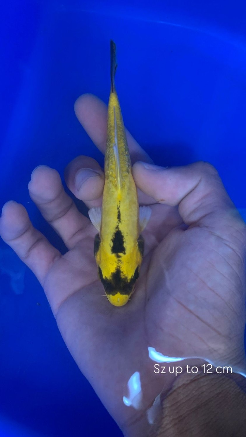 Ikan Koi Hikari Moyomono