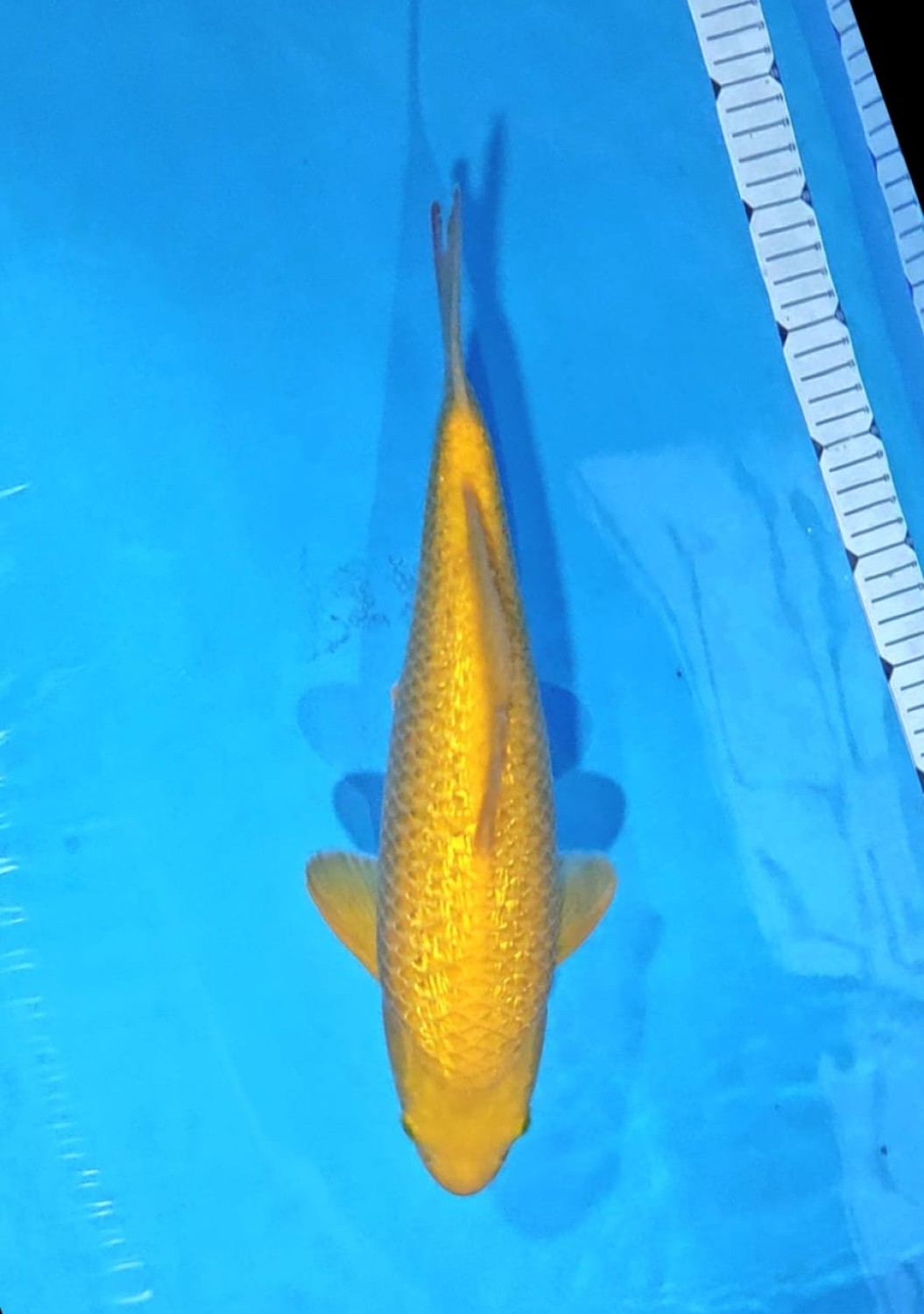 Juara 1