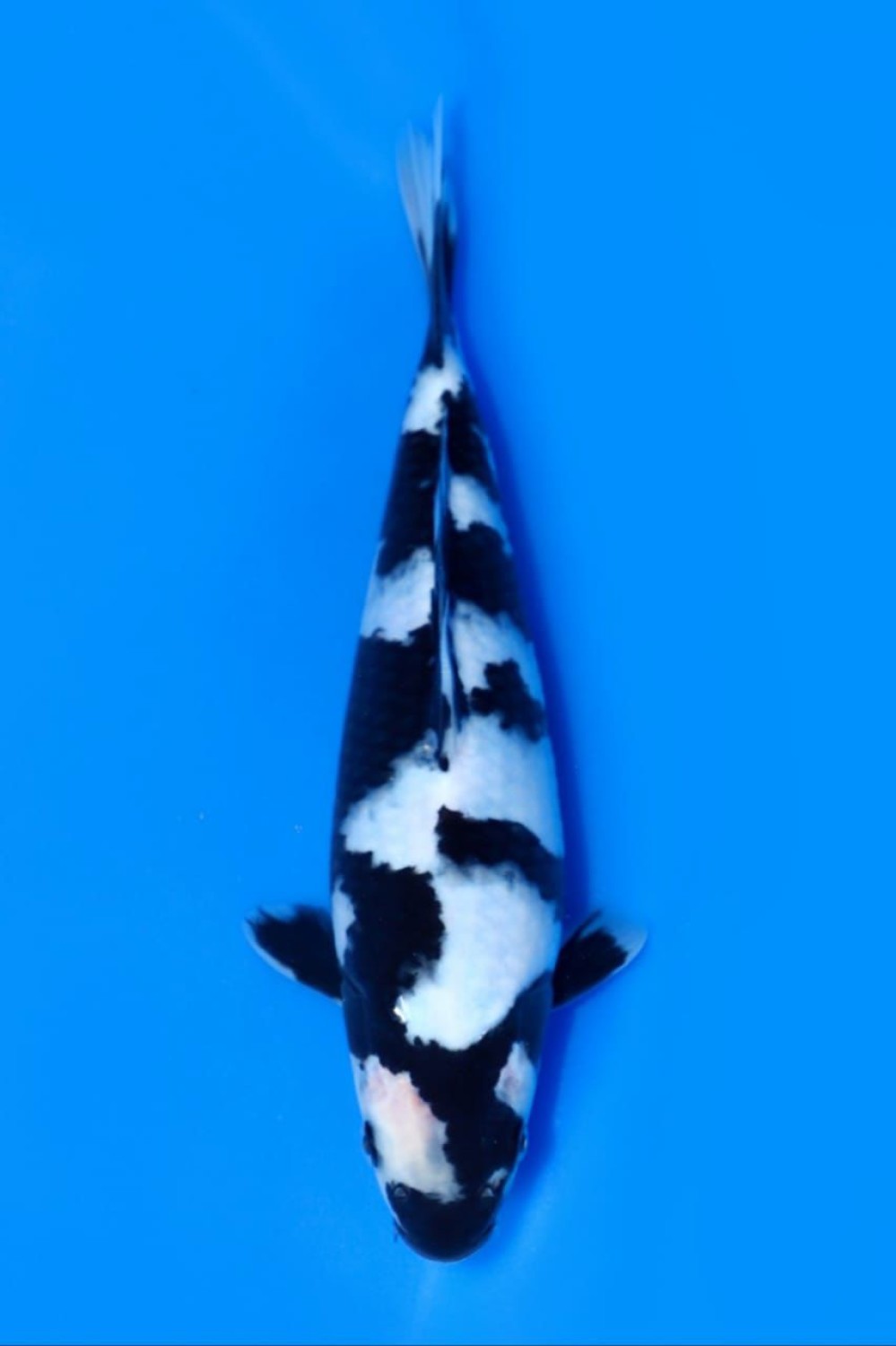 Juara 1