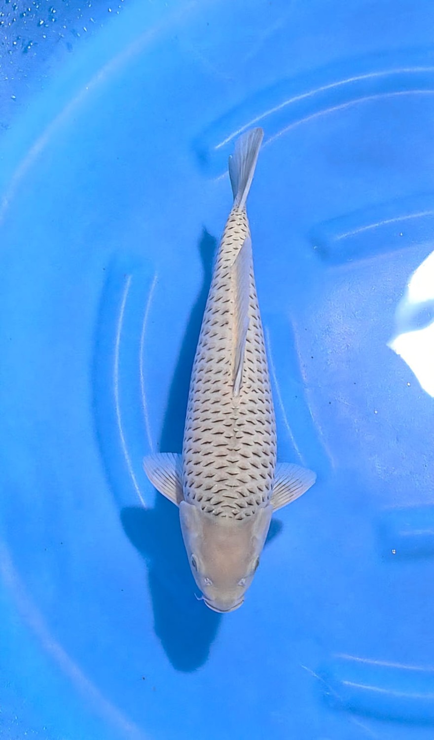 E. Kamboja Junior Champion