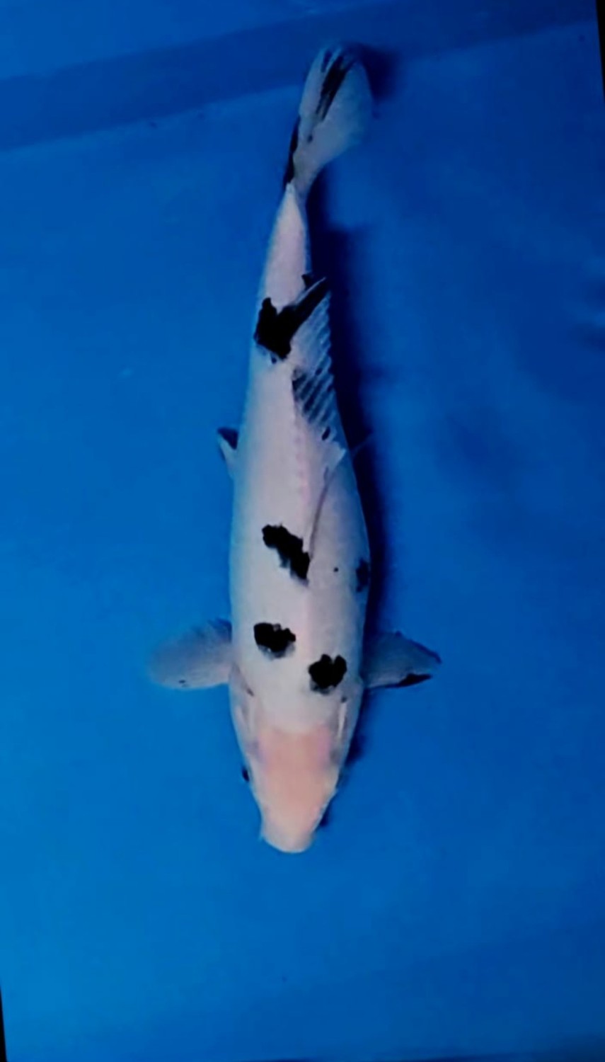 D. Cempaka Prize 31 - 35 cm