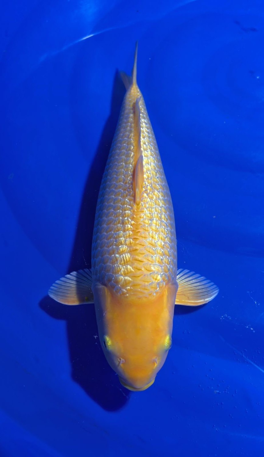 E. Kamboja Prize 31 - 35 cm