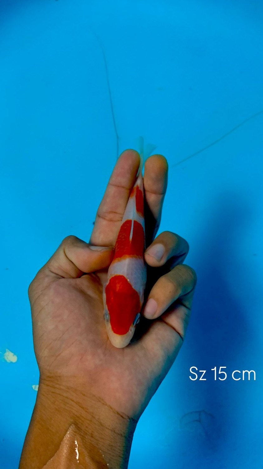 Ikan Koi Kohaku