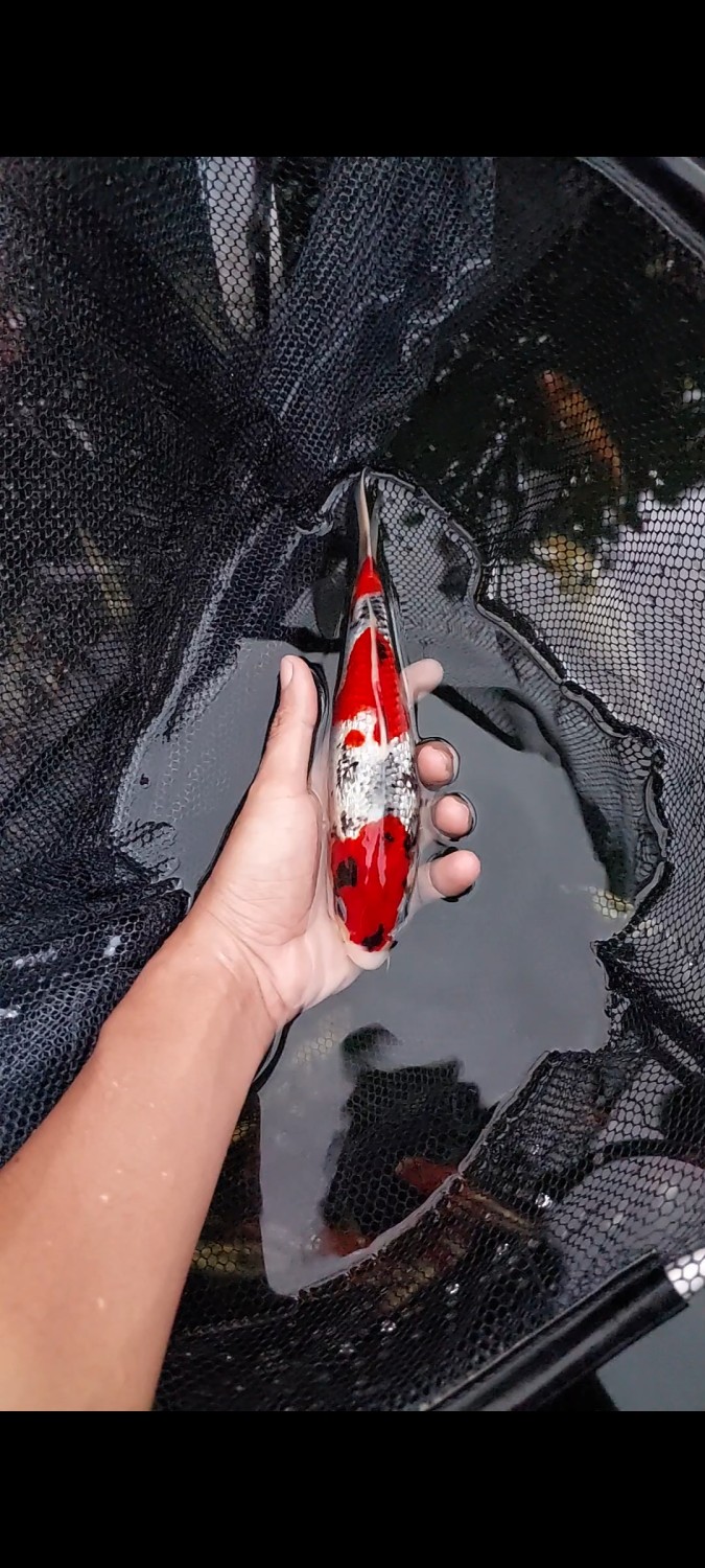 B. Melati Prize 21 - 25 cm