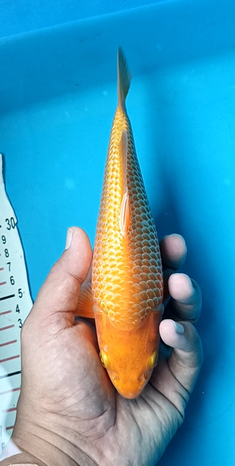 E. Kamboja Prize 21 - 25 cm